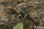 Fluitenkruidbij (Andrena proxima)