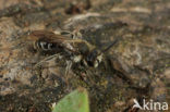 Andrena proxima