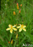 Slender St John’s-wort (Hypericum pulchrum)