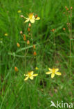 Slender St John’s-wort (Hypericum pulchrum)