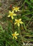 Slender St John’s-wort (Hypericum pulchrum)