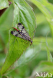 Lacewing (Chrysopa flavifrom)