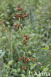 Great Sedge / Saw-sedge (Cladium mariscus)