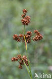 Great Sedge / Saw-sedge (Cladium mariscus)