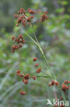Great Sedge / Saw-sedge (Cladium mariscus)