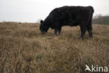 Galloway Cow (Bos domesticus)