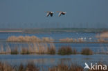 Goose (Anser spec.)