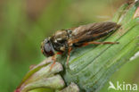 Geelpootgitje (Cheilosia flavipes)