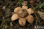 Collared Earthstar (Geastrum triplex)