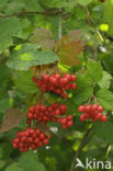 Gelderse roos (Viburnum opulus)