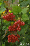 Gelderse roos (Viburnum opulus)