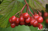 Gelderse roos (Viburnum opulus)