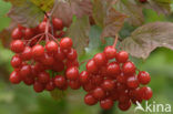 Gelderse roos (Viburnum opulus)