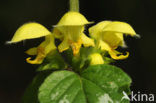 Gele dovenetel (Lamiastrum galeobdolon)