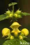 Gele dovenetel (Lamiastrum galeobdolon)