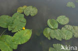 Gele plomp (Nuphar lutea)