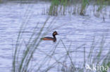 Geoorde Fuut (Podiceps nigricollis)