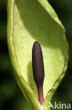 Gevlekte aronskelk (Arum maculatum)