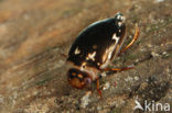 Platambus maculatus