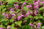 Gevlekte dovenetel (Lamium maculatum)