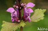 Gevlekte dovenetel (Lamium maculatum)