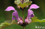 Gevlekte dovenetel (Lamium maculatum)