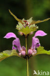 Gevlekte dovenetel (Lamium maculatum)