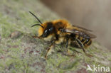 leaf-cutter bee (Megachile versicolor)