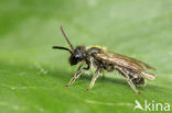 Gewone dwergzandbij (Andrena minutula)