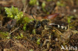 Gewone geurgroefbij (Lasioglossum calceatum)