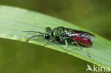 gold wasp (Chrysis ignita)