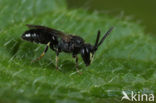 Gewone maskerbij (Hylaeus communis)