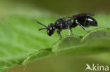 Gewone maskerbij (Hylaeus communis)