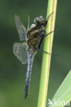 Black-tailed Skimmer (Orthetrum cancellatum)