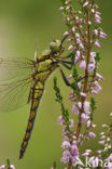 Black-tailed Skimmer (Orthetrum cancellatum)