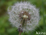 Common Dandelion (Taraxacum officinale)