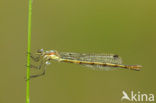 Gewone pantserjuffer (Lestes sponsa)