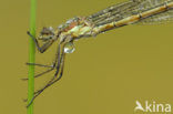 Gewone pantserjuffer (Lestes sponsa)