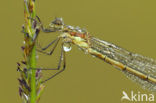 Emerald Damselfly (Lestes sponsa)