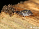 Sowbug (Oniscus asellus)