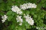 Gewone vogelkers (Prunus padus)