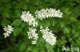 Gewone vogelkers (Prunus padus)