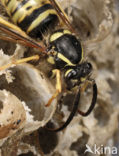 Gewone wesp (Vespula vulgaris)