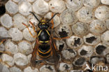 Gewone wesp (Vespula vulgaris)