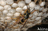 Gewone wesp (Vespula vulgaris)