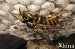 Gewone wesp (Vespula vulgaris)