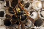 Gewone wesp (Vespula vulgaris)