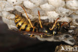 Gewone wesp (Vespula vulgaris)