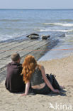 Gewone zeehond (Phoca vitulina) 