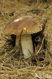 Gewoon eekhoorntjesbrood (Boletus edulis)